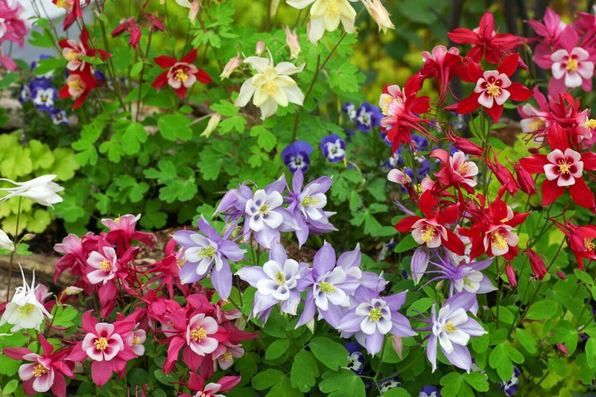 【春ガーデニング】小さな庭や玄関に「この春迎えたい」多年草・一年草6選。写真つきで紹介します