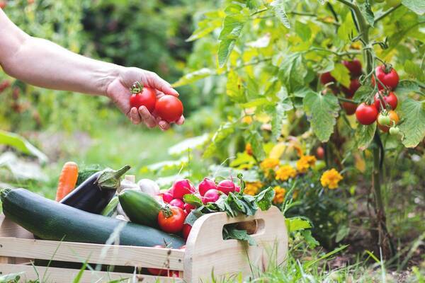 寄せ植えで作る家庭菜園 ポタジェガーデン がオシャレ 作り方のコツ 夏野菜の組み合わせ例も紹介 22年6月6日 エキサイトニュース