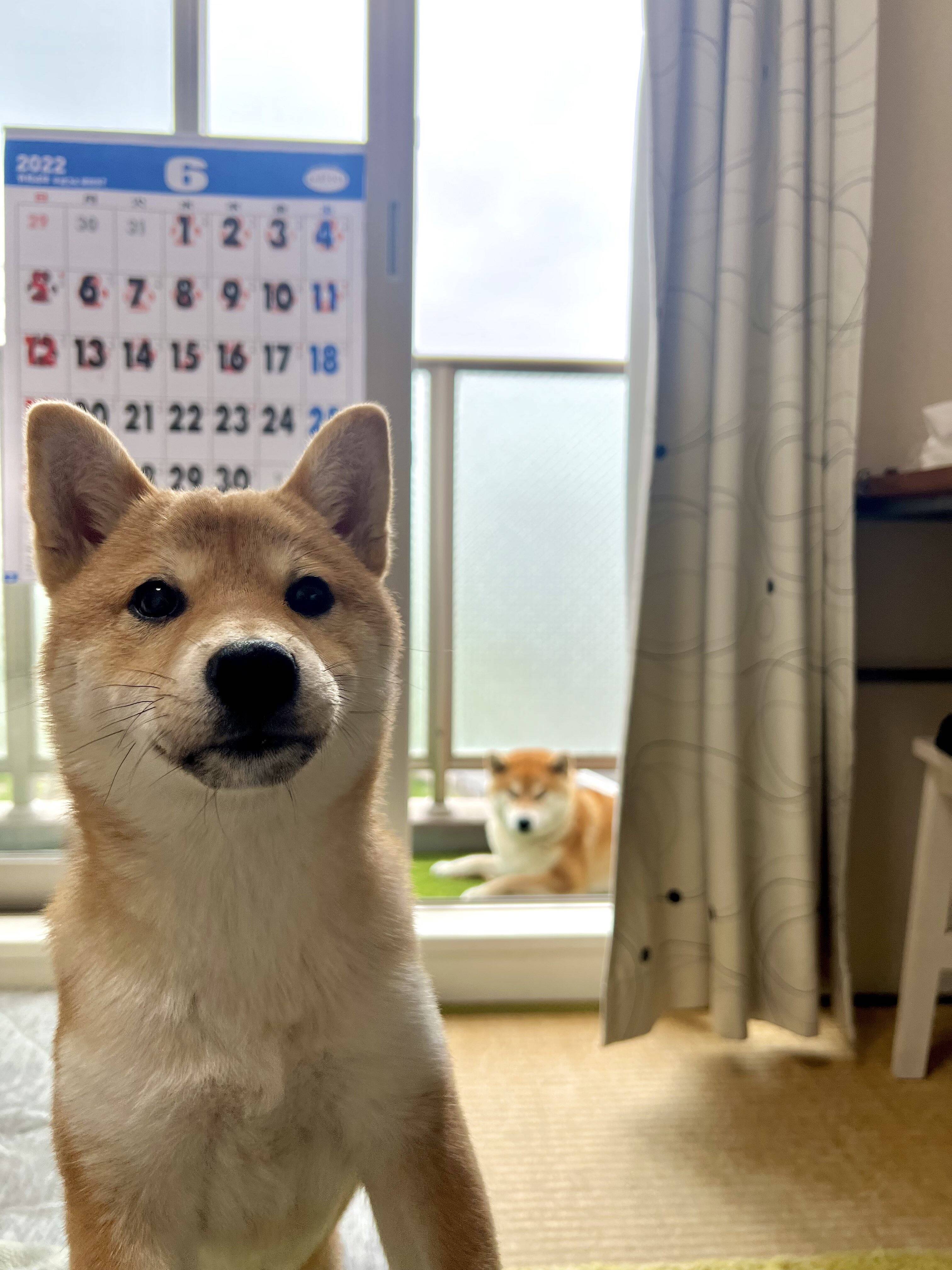 嫉妬渦巻く！？ 2匹の犬の対照的な表情がかわいいとTwitterで話題に！