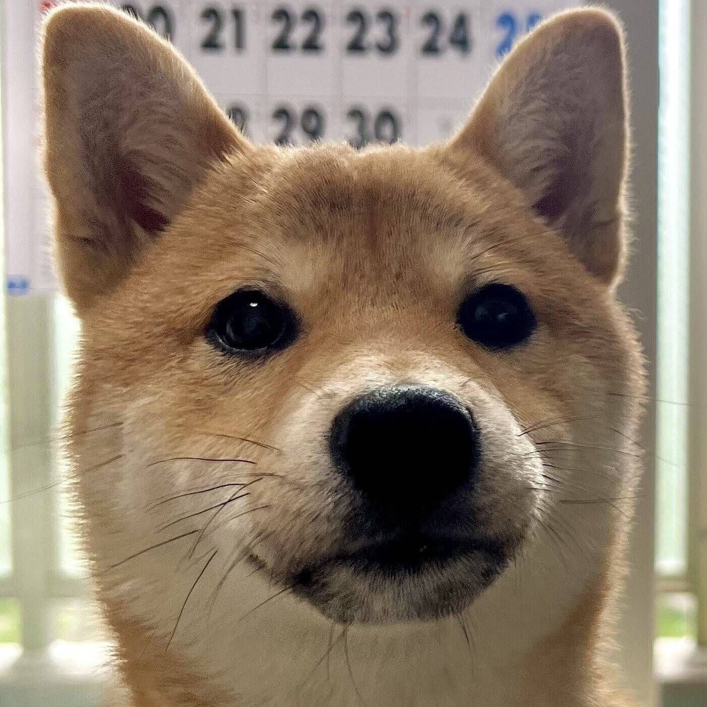 嫉妬渦巻く！？ 2匹の犬の対照的な表情がかわいいとTwitterで話題に！