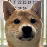 「嫉妬渦巻く！？ 2匹の犬の対照的な表情がかわいいとTwitterで話題に！」の画像3