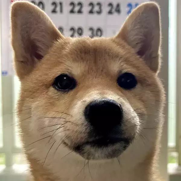 「嫉妬渦巻く！？ 2匹の犬の対照的な表情がかわいいとTwitterで話題に！」の画像