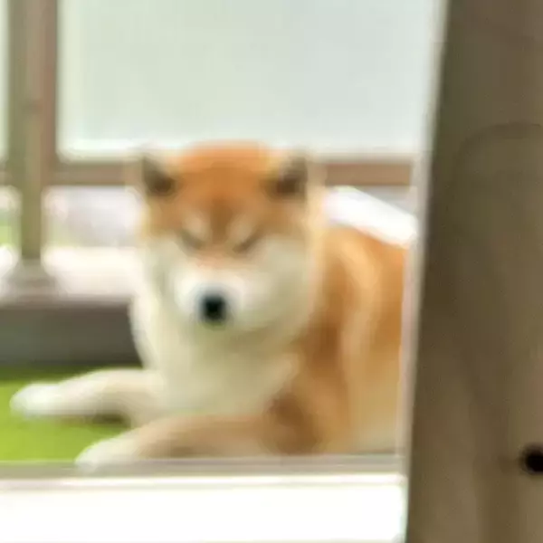 「嫉妬渦巻く！？ 2匹の犬の対照的な表情がかわいいとTwitterで話題に！」の画像