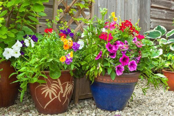 ガーデニング 夏休み編 留守中の水やり どうしてる 暑さや乾燥に強いオススメの花5選も紹介 22年8月11日 エキサイトニュース ガーデニング 夏休み編 留守中の水やり どうしてる 暑さや乾燥に強いオススメの花5選も紹介 22年8月11日 エキサイトニュース