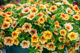 【春のガーデニング】カワイイ小花が次々に咲く「カリブラコア」育て方＆長く楽しむコツを紹介