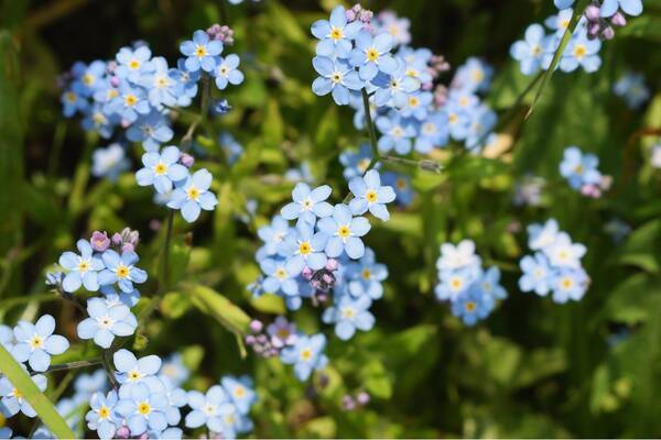 ガーデニング 初心者はプランター栽培が手軽 上手に育てるコツ 寄せ植えにオススメの花5選 22年3月6日 エキサイトニュース