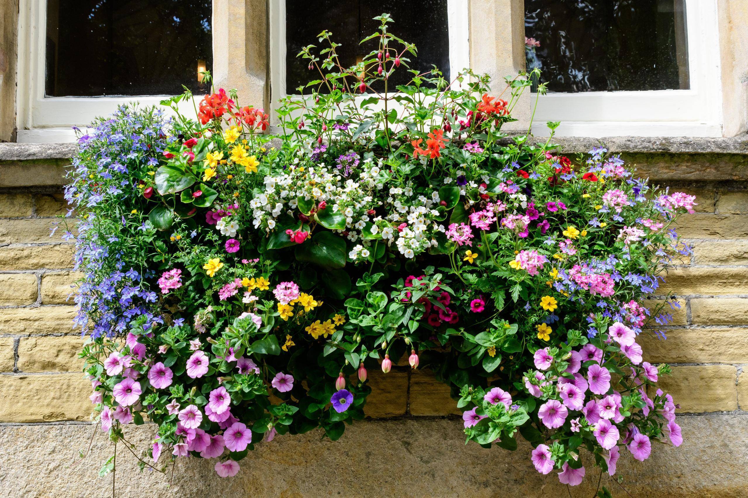 春のベランダガーデニング ハンギングでオシャレに楽しむ オススメの花7選 飾り方のコツも紹介 22年3月27日 エキサイトニュース 4 4