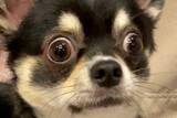 「犬「ドキッ…！」驚いたチワワの面白かわいい姿がTwitterで話題に！圧倒的眼力に思わず「ホッコリ」」の画像1