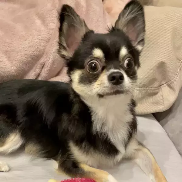 「犬「ドキッ…！」驚いたチワワの面白かわいい姿がTwitterで話題に！圧倒的眼力に思わず「ホッコリ」」の画像