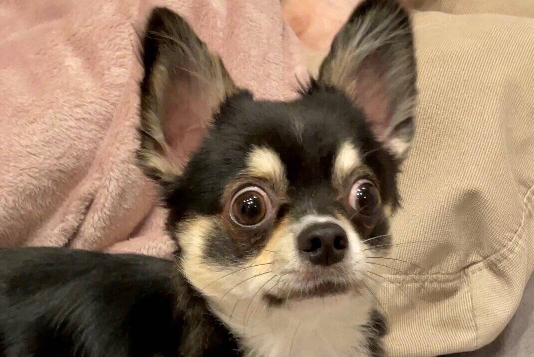 犬「ドキッ…！」驚いたチワワの面白かわいい姿がTwitterで話題に！圧倒的眼力に思わず「ホッコリ」