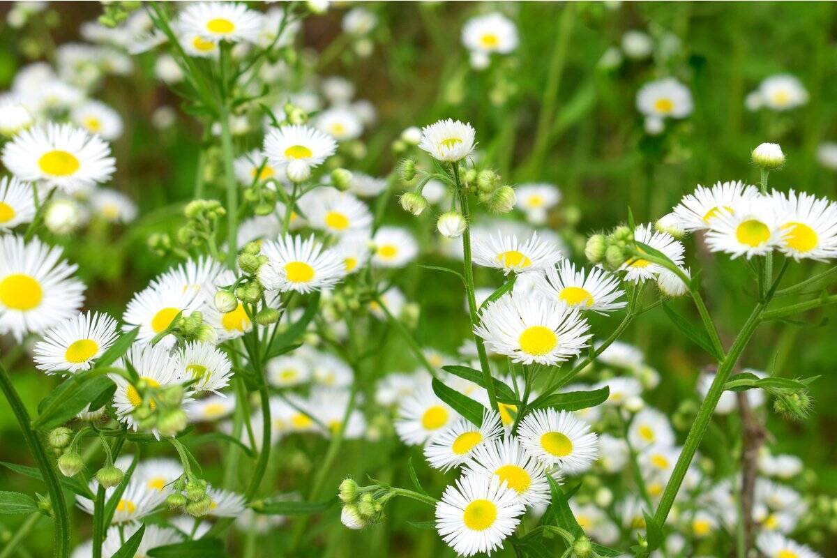 ガーデニング初心者にオススメ 多年草 毎年花が咲く オシャレな庭に植えたい品種10選 22年1月28日 エキサイトニュース 3 4