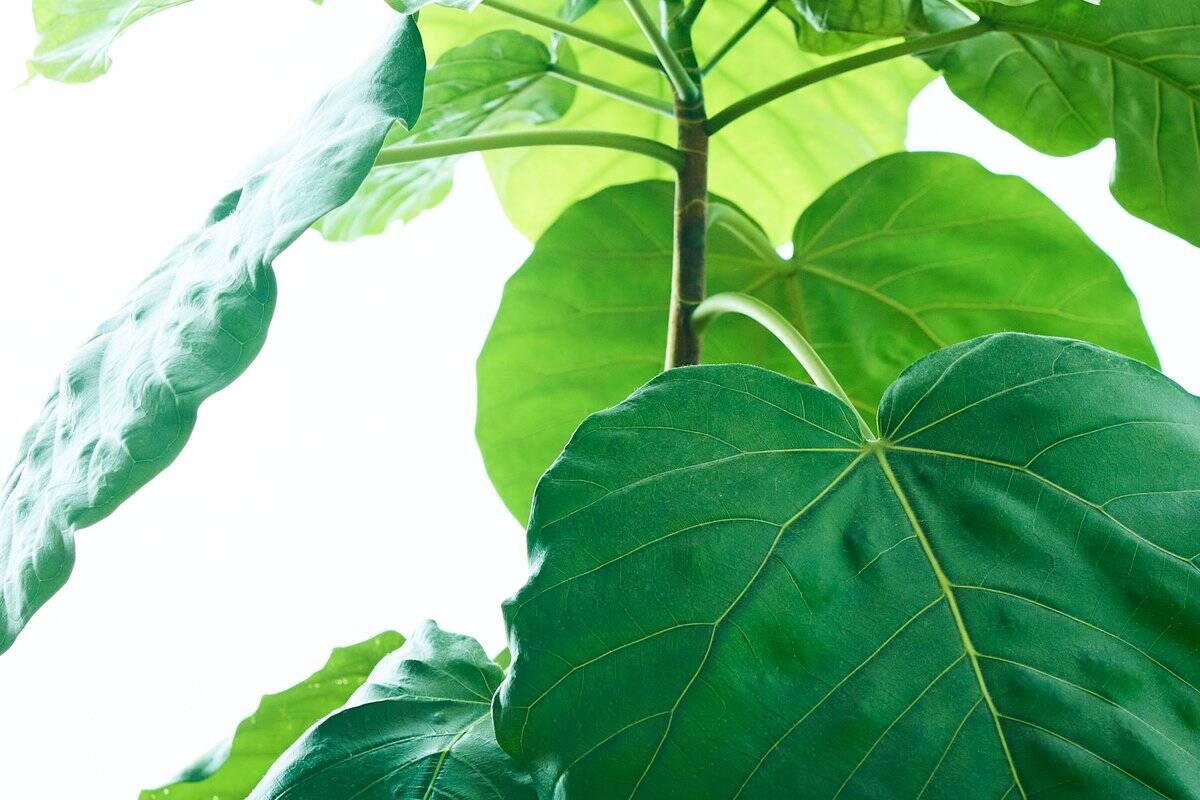 オシャレな佇まいで人気の観葉植物 フィカス ウンベラータ 育て方 飾り方のコツを紹介 22年2月22日 エキサイトニュース