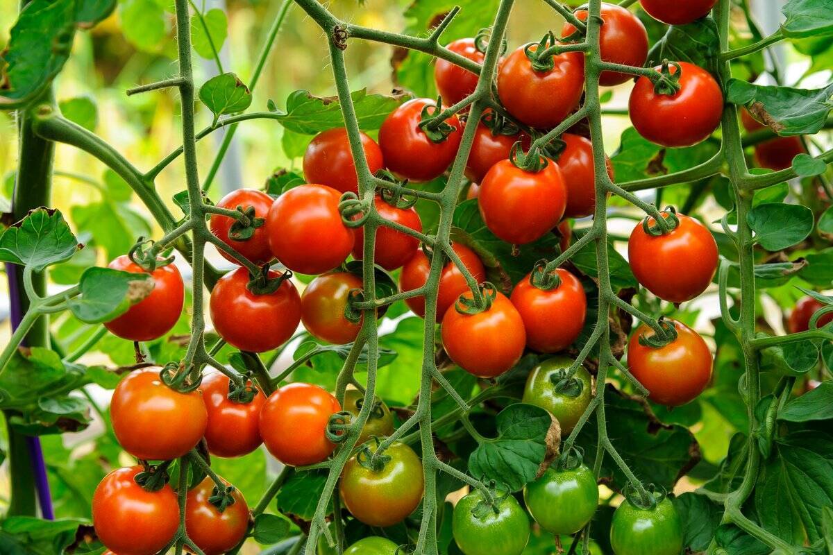 春の家庭菜園 ベランダや庭で育てる定番野菜 ミニトマト 初心者もプランターでカンタン収穫 22年4月4日 エキサイトニュース