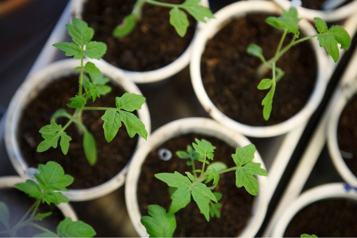 春の家庭菜園 ベランダや庭で育てる定番野菜 ミニトマト 初心者もプランターでカンタン収穫 22年4月4日 エキサイトニュース