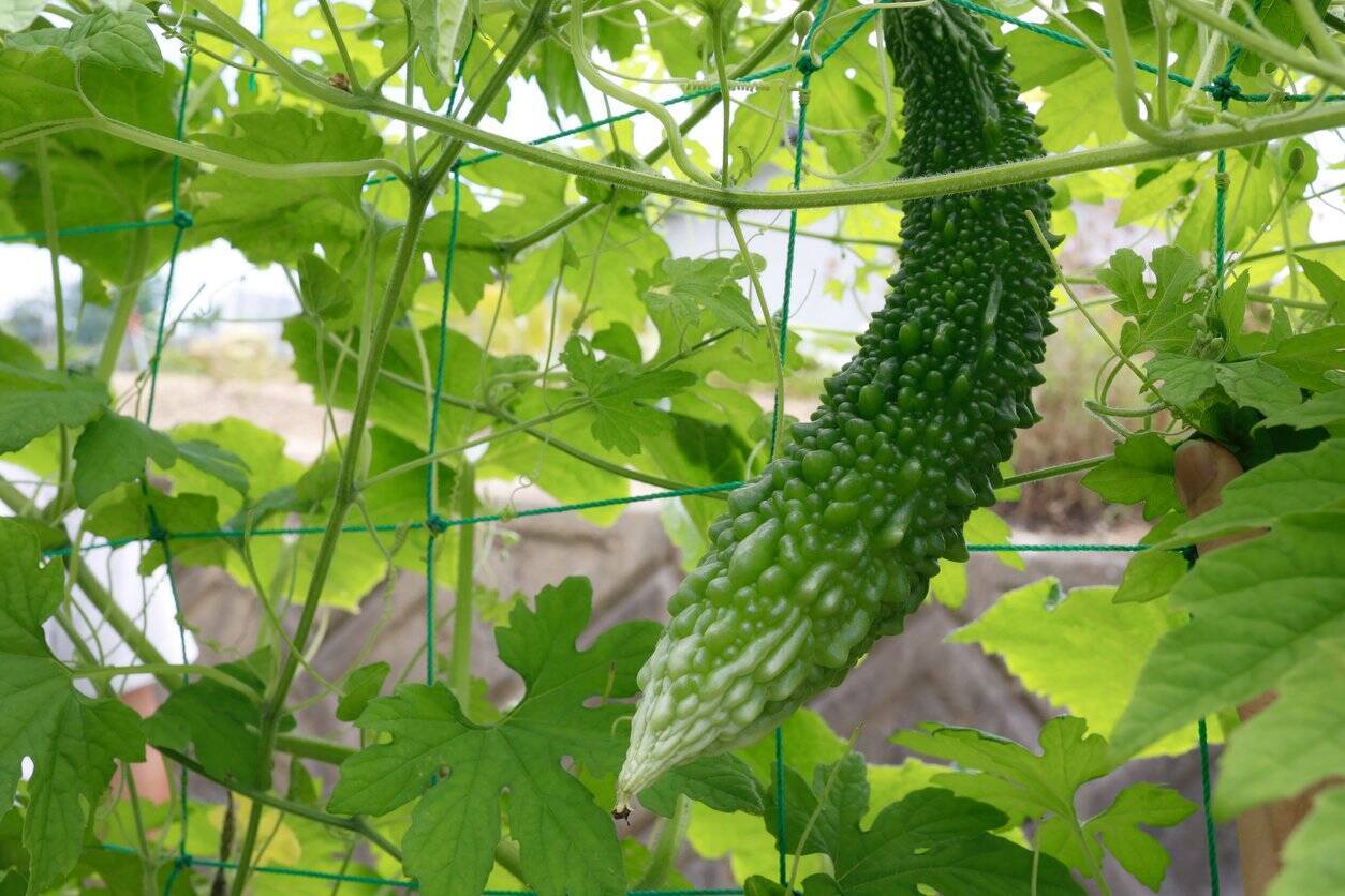 【夏に収穫できるオススメ野菜7選】初心者も育てやすい！プランターで上手に育てるコツとは？
