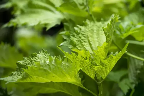 「【夏に収穫できるオススメ野菜7選】初心者も育てやすい！プランターで上手に育てるコツとは？」の画像