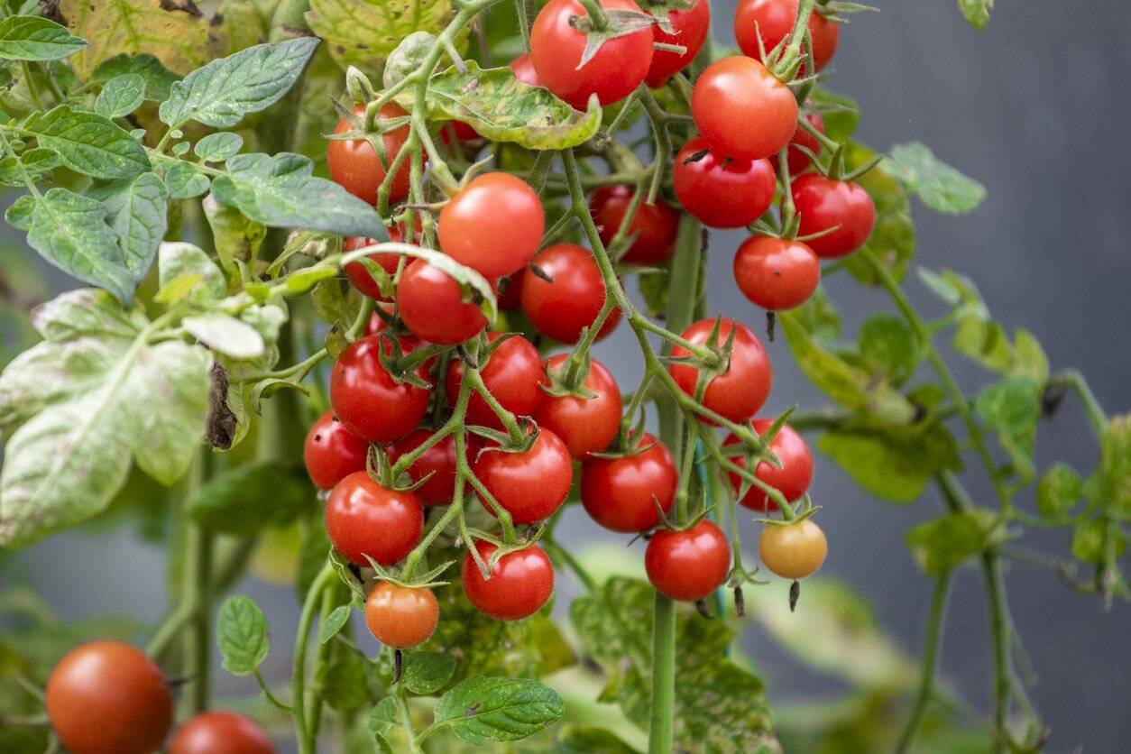 【夏に収穫できるオススメ野菜7選】初心者も育てやすい！プランターで上手に育てるコツとは？