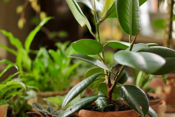 大型の観葉植物 半日陰でも育つ 初心者も室内で育てやすいオススメ品種5選 22年3月3日 エキサイトニュース