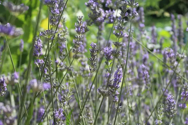 「【ガーデニング】自宅の庭を南フランス風に！オシャレなプロバンス風ガーデンの作り方＆オススメ植物5選」の画像