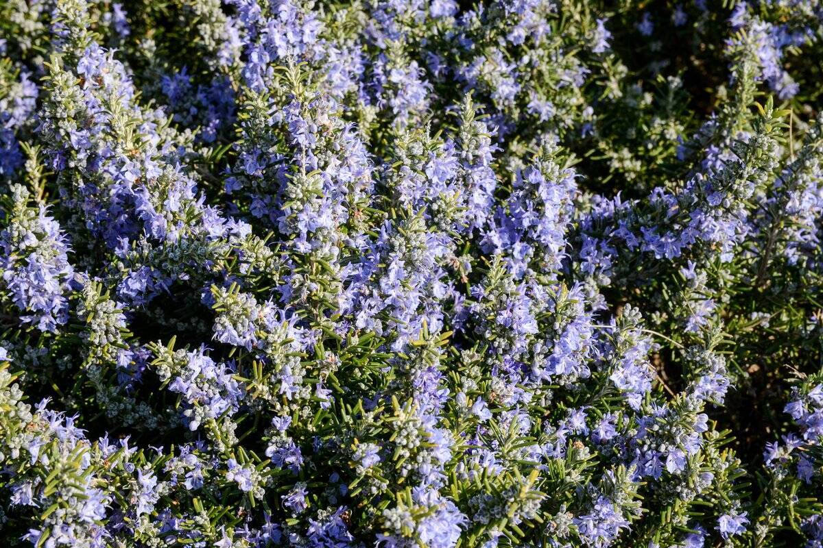 【ガーデニング】自宅の庭を南フランス風に！オシャレなプロバンス風ガーデンの作り方＆オススメ植物5選