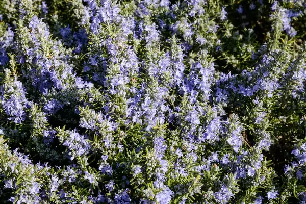 「【ガーデニング】自宅の庭を南フランス風に！オシャレなプロバンス風ガーデンの作り方＆オススメ植物5選」の画像