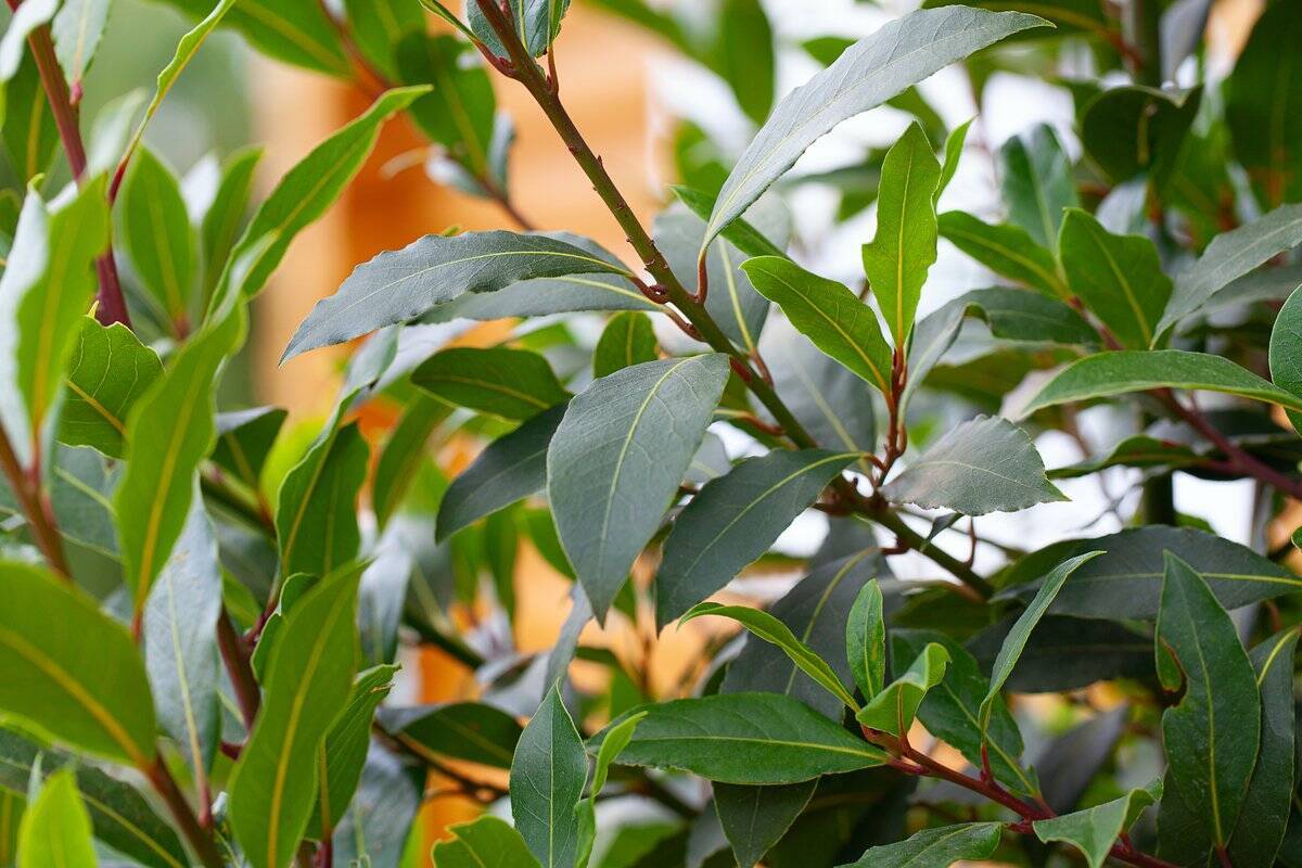 【ガーデニング】自宅の庭を南フランス風に！オシャレなプロバンス風ガーデンの作り方＆オススメ植物5選