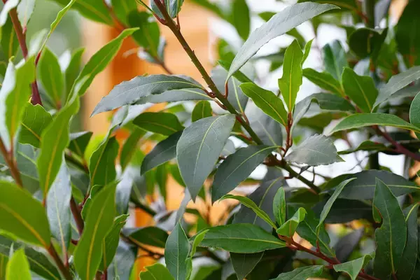 「【ガーデニング】自宅の庭を南フランス風に！オシャレなプロバンス風ガーデンの作り方＆オススメ植物5選」の画像