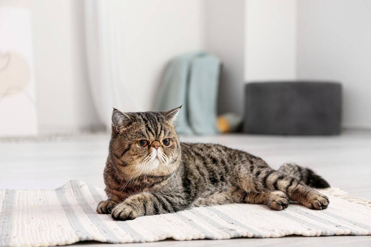 ペルシャ エキゾチックショートヘアは熱中症の危険が 猫と快適に夏を過ごすために必要な電気代とは 22年6月27日 エキサイトニュース