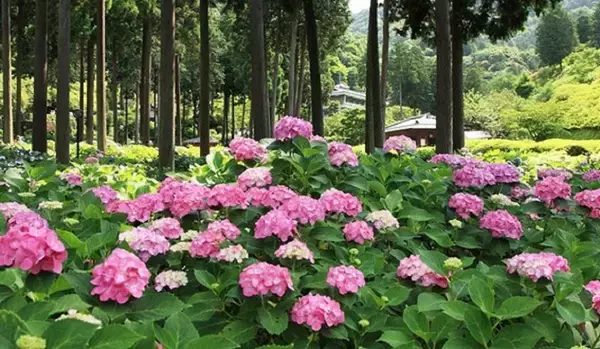 「【ガーデニング】おしゃれな「アジサイ」人気の5種類！育て方＆毎年花が咲く剪定方法も紹介」の画像