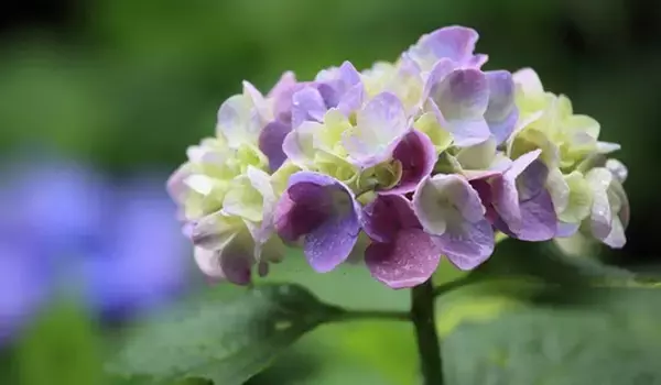 「【ガーデニング】おしゃれな「アジサイ」人気の5種類！育て方＆毎年花が咲く剪定方法も紹介」の画像