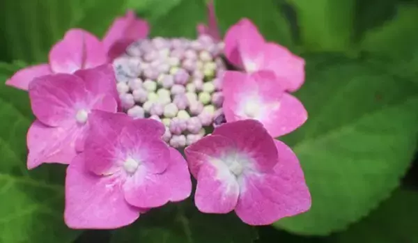 「【ガーデニング】おしゃれな「アジサイ」人気の5種類！育て方＆毎年花が咲く剪定方法も紹介」の画像