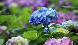 「【ガーデニング】おしゃれな「アジサイ」人気の5種類！育て方＆毎年花が咲く剪定方法も紹介」の画像4