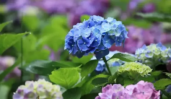 「【ガーデニング】おしゃれな「アジサイ」人気の5種類！育て方＆毎年花が咲く剪定方法も紹介」の画像