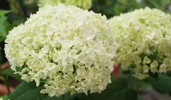 「【ガーデニング】おしゃれな「アジサイ」人気の5種類！育て方＆毎年花が咲く剪定方法も紹介」の画像