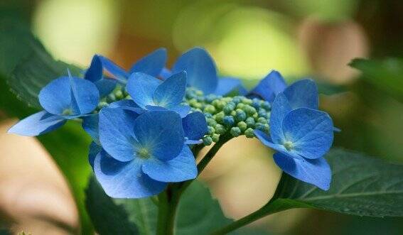 【ガーデニング】おしゃれな「アジサイ」人気の5種類！育て方＆毎年花が咲く剪定方法も紹介