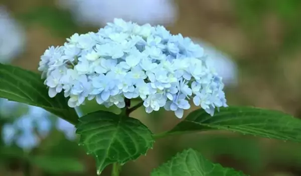 「【ガーデニング】おしゃれな「アジサイ」人気の5種類！育て方＆毎年花が咲く剪定方法も紹介」の画像