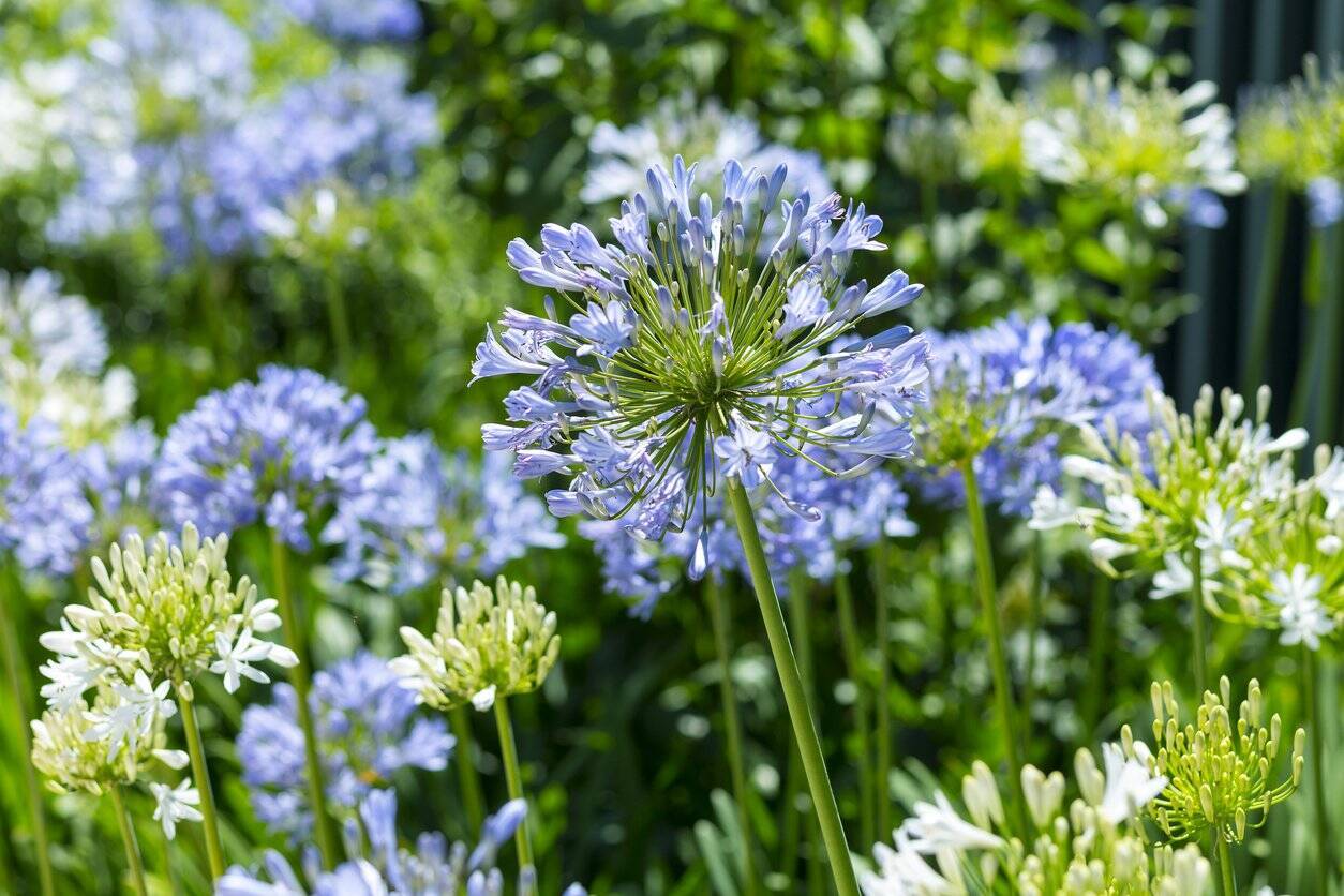 ガーデニング 今が植えどき 夏に花が咲く球根植物オススメ8選 庭や花壇が美しく映える鮮やかさ 22年4月23日 エキサイトニュース 2 4