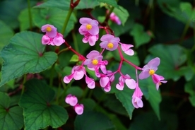 【ガーデニング】夏の日陰でも花が咲く！オススメの植物8選、ナチュラルな美しさが魅力的な花々