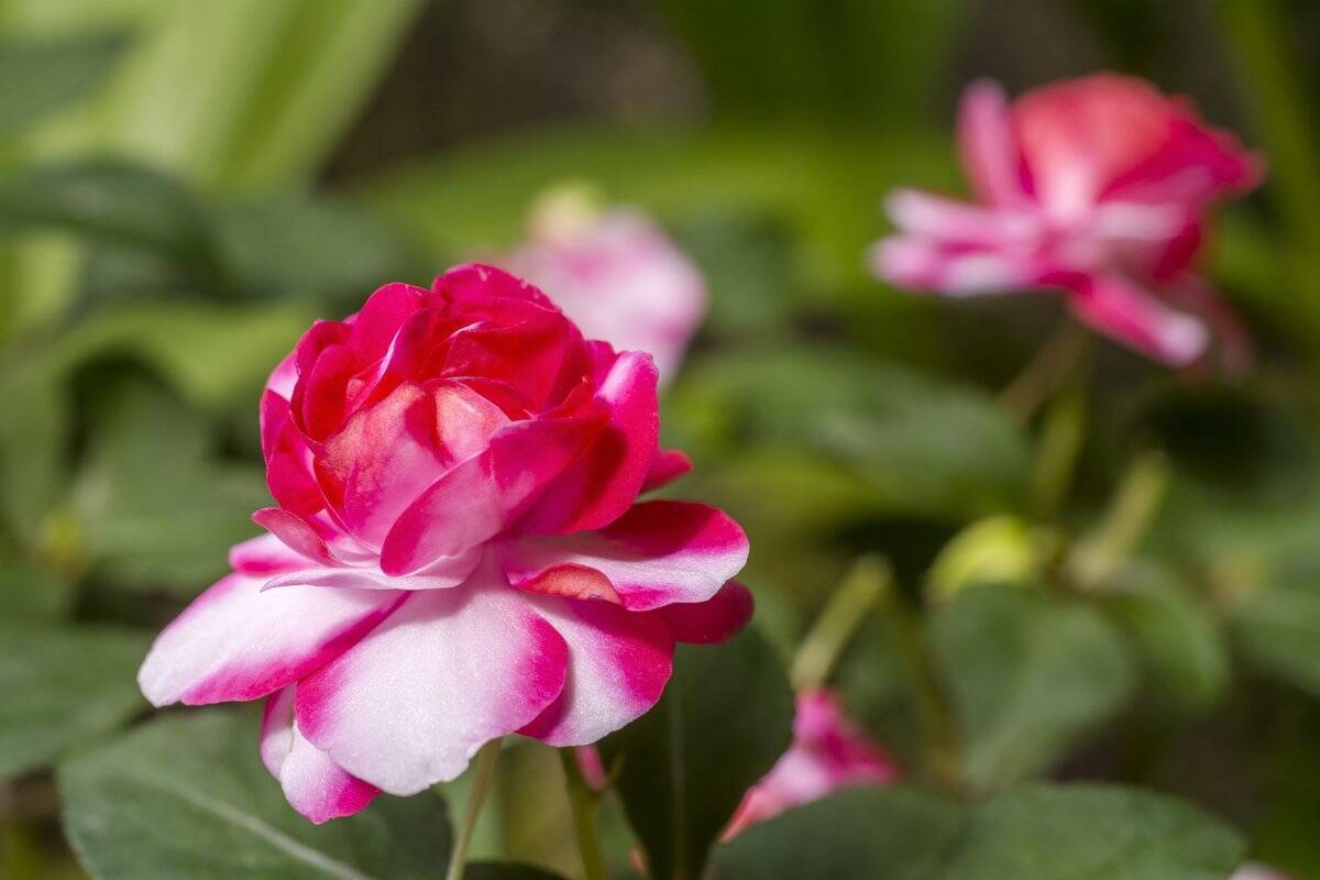 ガーデニング 夏の日陰でも花が咲く オススメの植物8選 ナチュラルな美しさが魅力的な花々 22年5月14日 エキサイトニュース