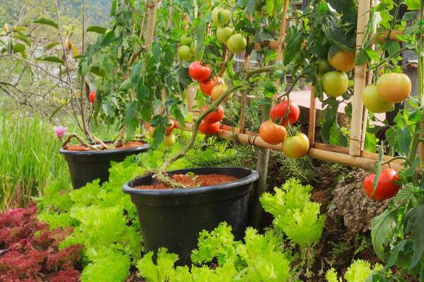 家庭菜園をオシャレに楽しむ 初心者も育てやすい野菜 ハーブ7選 寄せ植えもオススメ 22年3月18日 エキサイトニュース