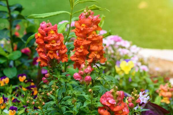 春のガーデニング 花壇や庭をオシャレに彩るオススメの花10選 適切な水やりが元気に育つコツ 22年3月19日 エキサイトニュース