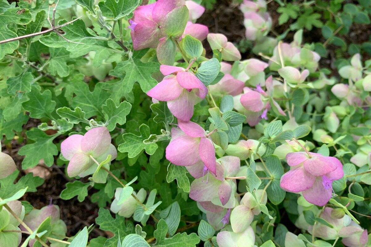 ガーデニング オシャレな庭や花壇にオススメの花9選 色の組み合わせがステキな春の寄せ植え例 22年4月8日 エキサイトニュース 4 4