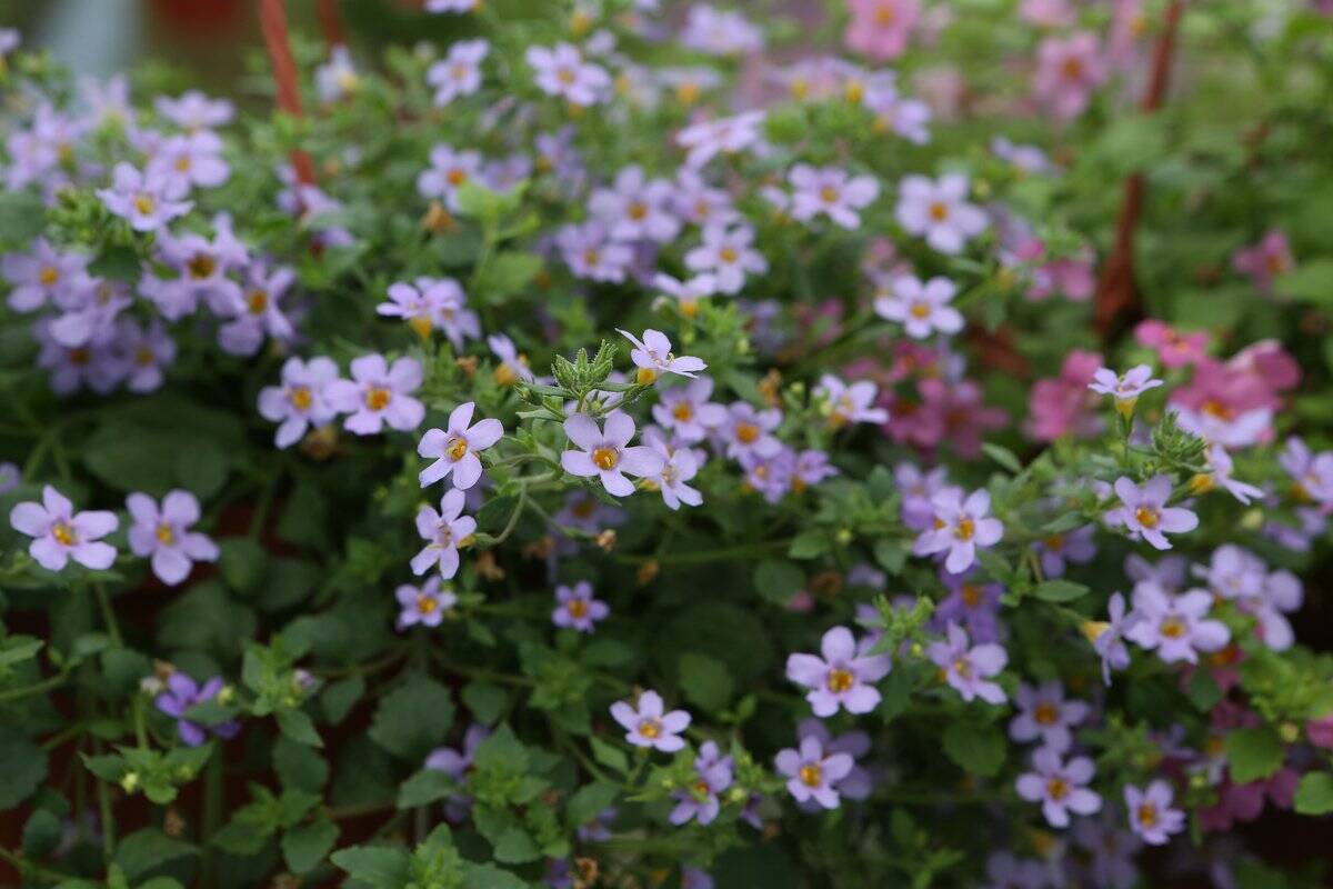 ガーデニング オシャレな庭や花壇にオススメの花9選 色の組み合わせがステキな春の寄せ植え例 22年4月8日 エキサイトニュース 2 4