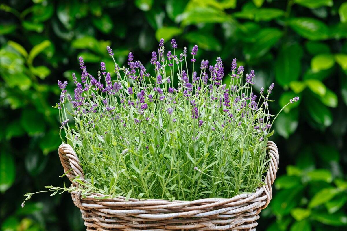 ガーデニング オシャレな庭や花壇にオススメの花9選 色の組み合わせがステキな春の寄せ植え例 22年4月8日 エキサイトニュース 3 4