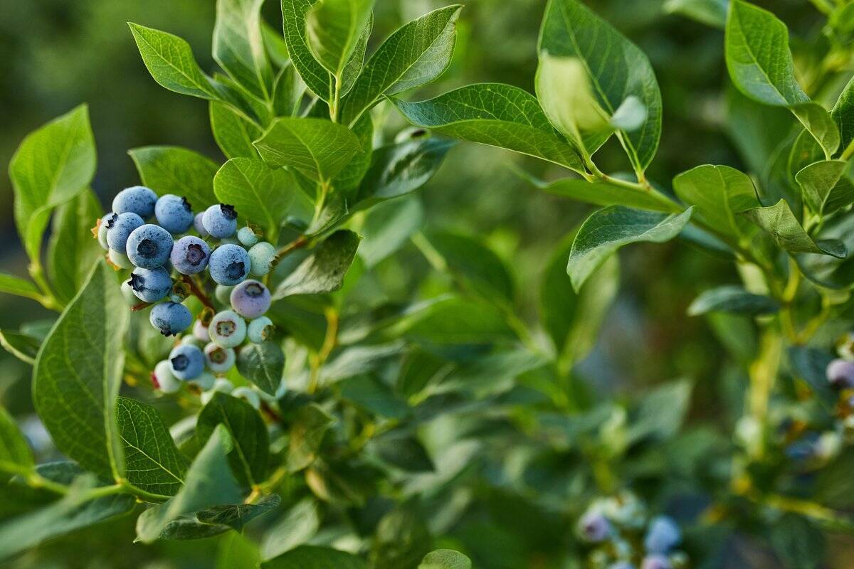 ガーデニング オシャレな庭や花壇は 5つの植物 で作る 手間いらずで管理もしやすい 22年7月25日 エキサイトニュース 2 3 ガーデニング オシャレな庭や花壇は 5つの植物 で作る 手間いらずで管理もしやすい 22年7月25日 エキサイトニュース 2 3