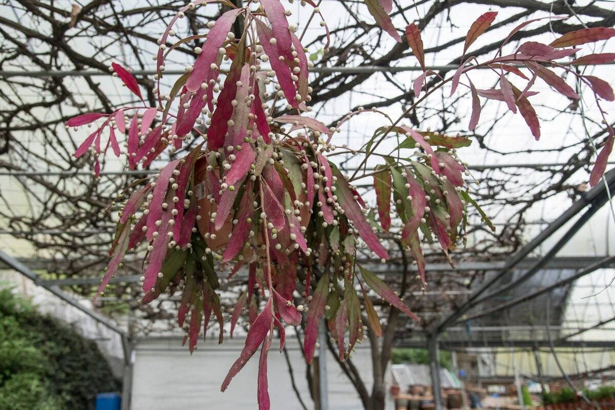 オシャレで個性的な観葉植物 リプサリスが人気 茎が分かれてどんどん伸びるユニークな姿 22年3月23日 エキサイトニュース 2 3