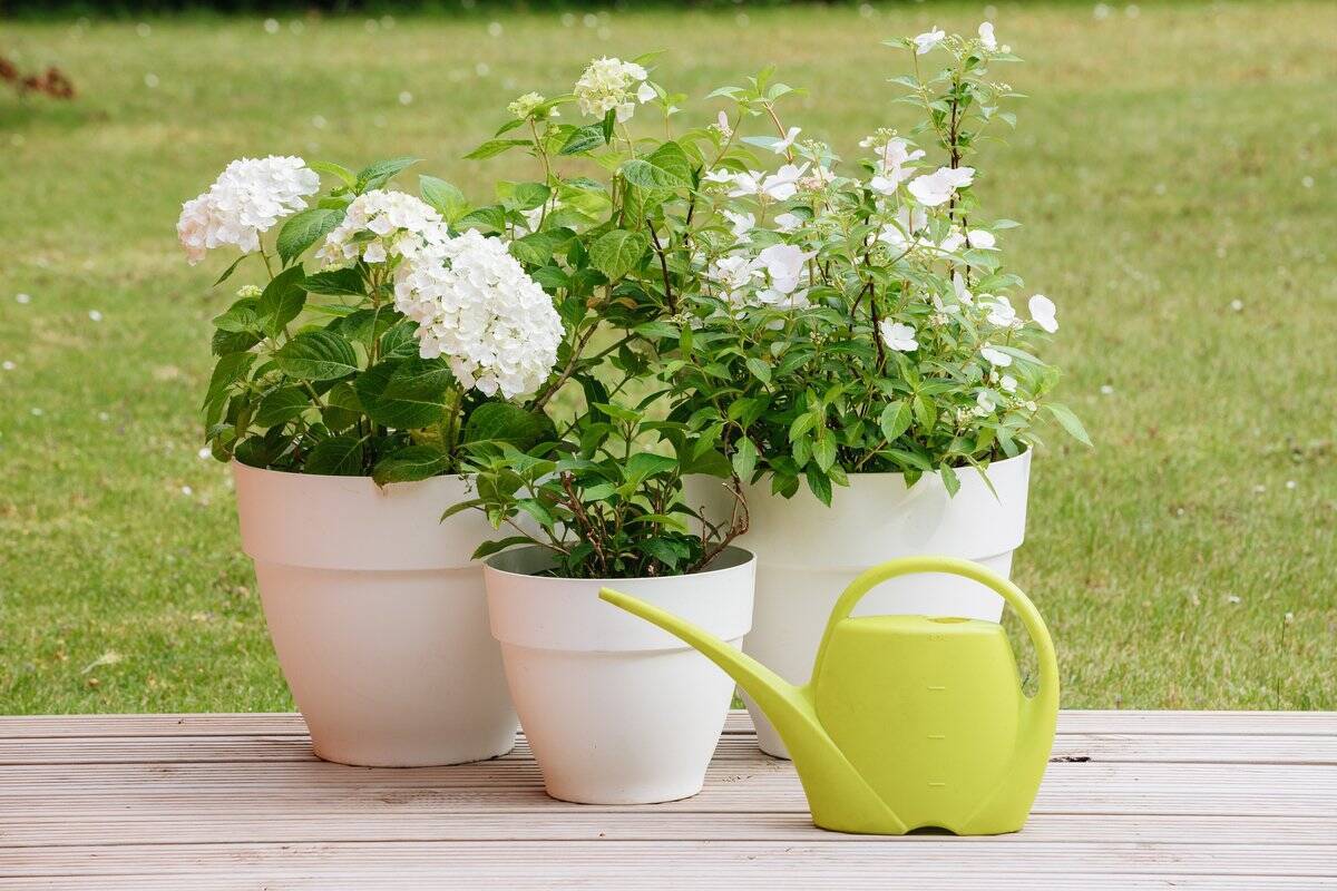 ホワイトガーデンにオススメの多年草 低木11選 初夏を感じさせる緑と白が爽やかで美しい 22年4月2日 エキサイトニュース