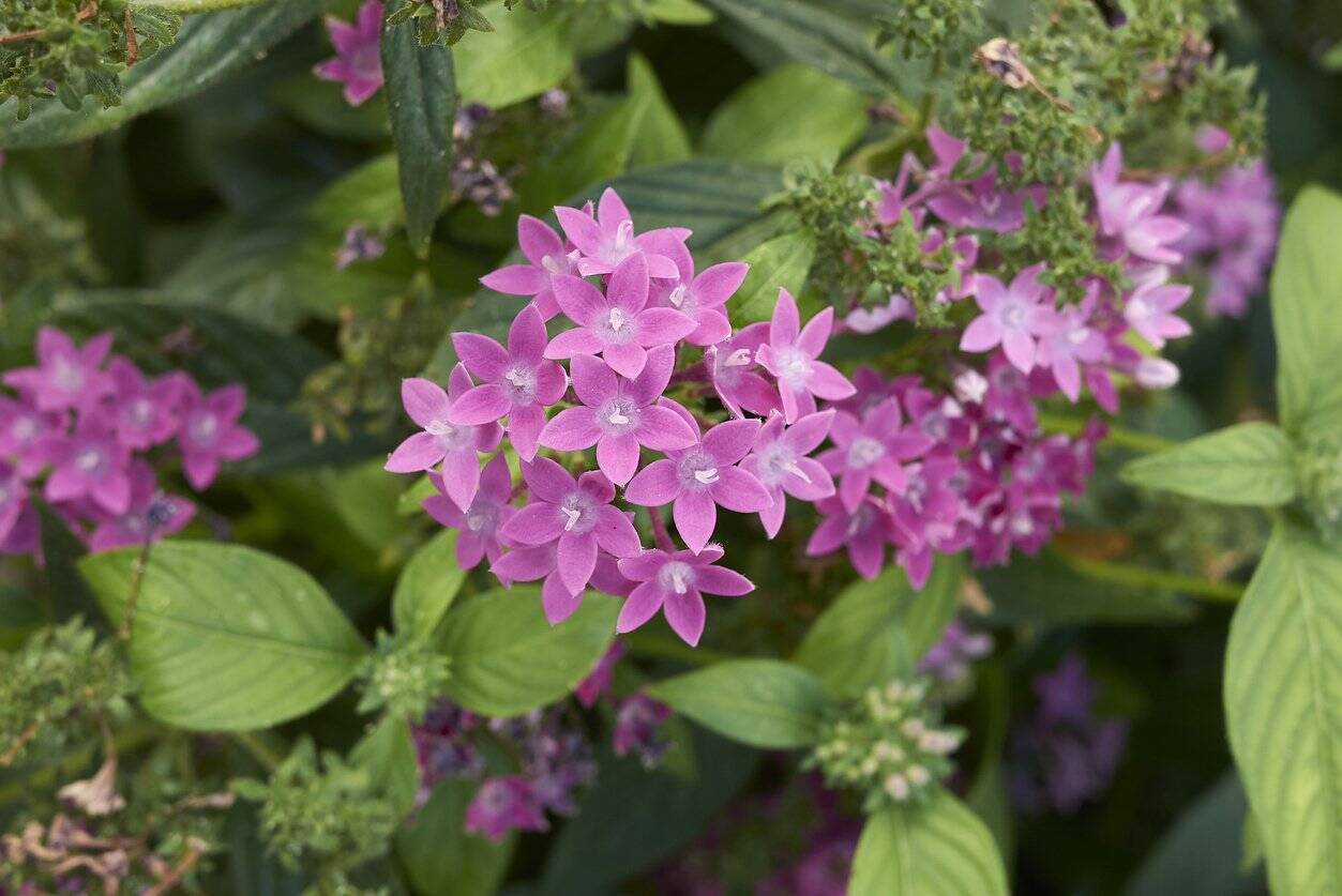 【初夏のガーデニング】アジサイの寄せ植えにオススメの植物7選！組み合わせると美しい見映えに