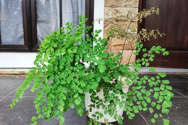 「【観葉植物】涼しげで軽やか「アジアンタム」育て方、水やりのコツも紹介」の画像