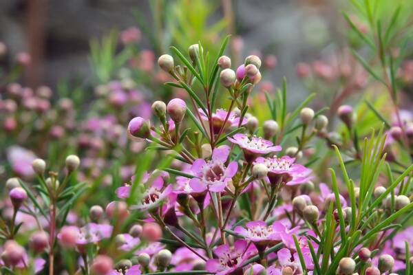 ガーデニング 個性的でオシャレな花が咲く おすすめのワイルドフラワー10選 育て方も紹介 22年4月5日 エキサイトニュース